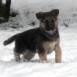 Los cachorros con nieve.